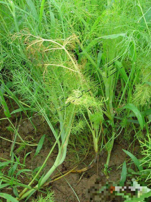 茴香枯萎病