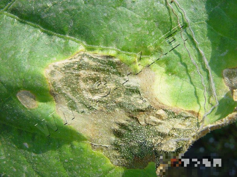 黄瓜蔓枯病