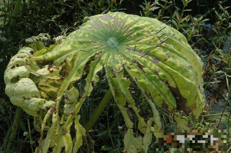 莲藕病毒病