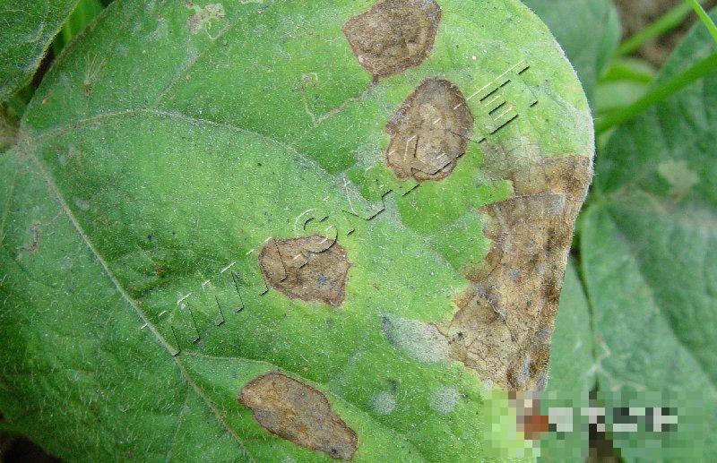菜豆红斑病