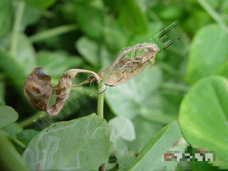 豌豆灰霉病