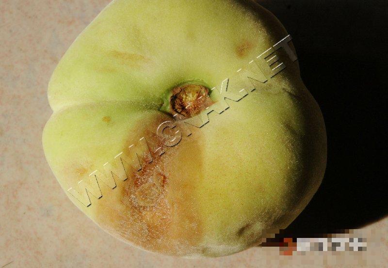 桃软腐病
