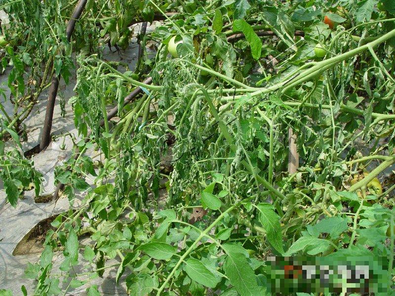 番茄青枯病