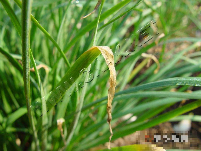 韭菜灰霉病