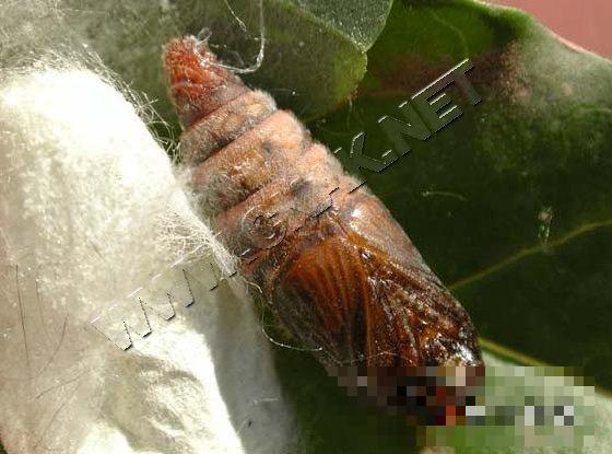黄褐天幕毛虫