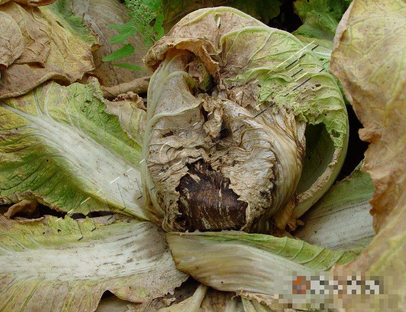 大白菜黑腐病