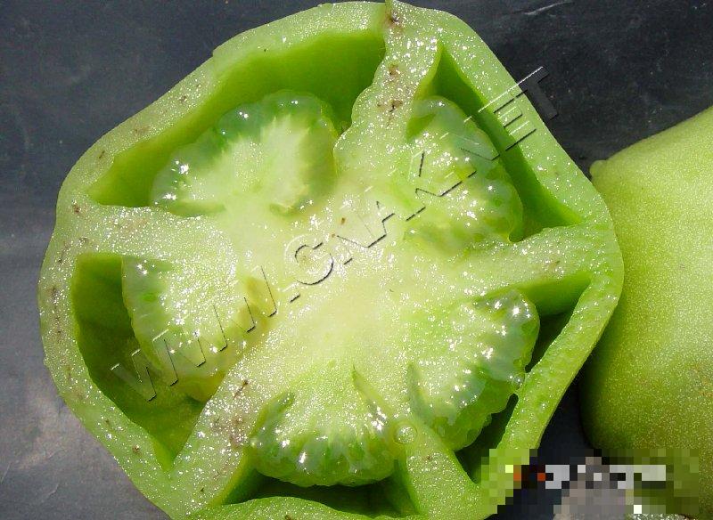 番茄筋腐病
