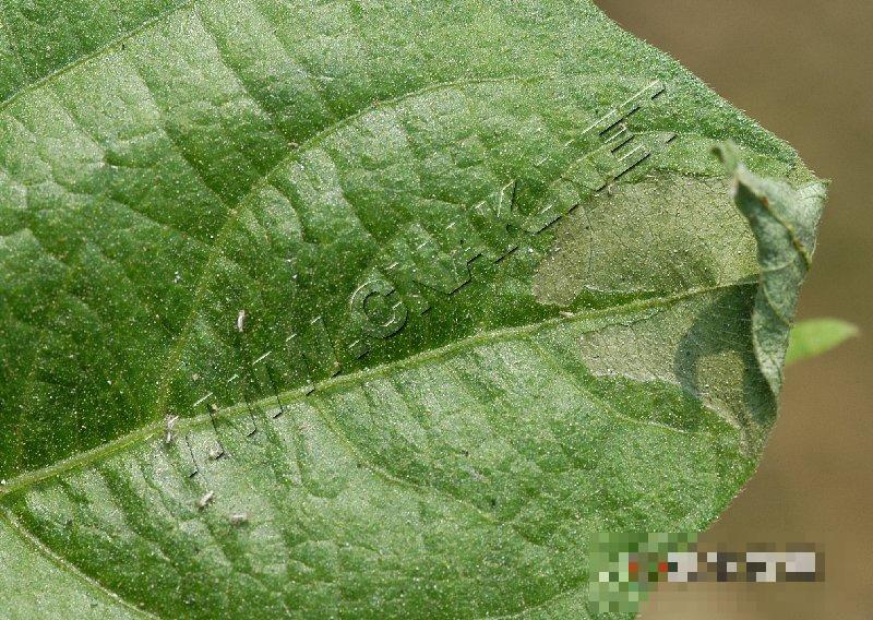 菜豆枯萎病