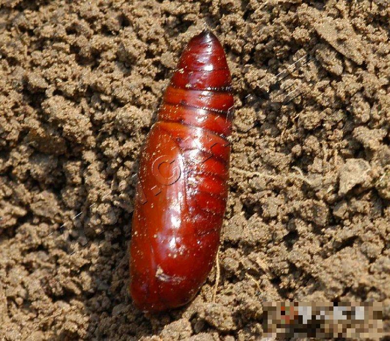 黏虫