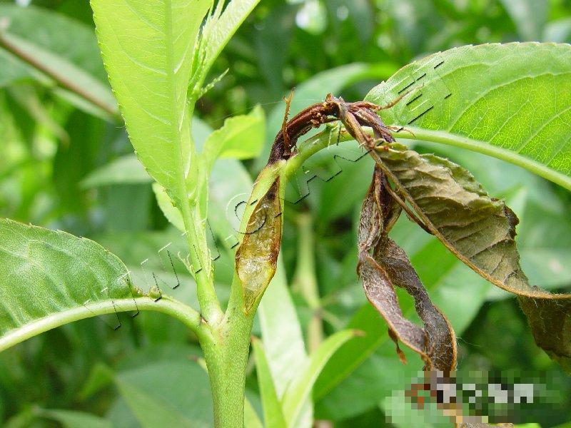 梨小食心虫