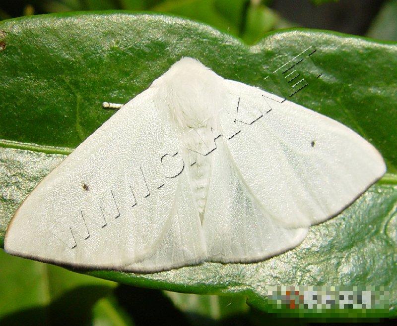 茶白毒蛾