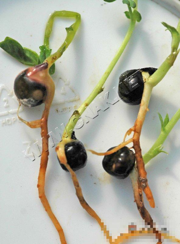 豌豆黑根病
