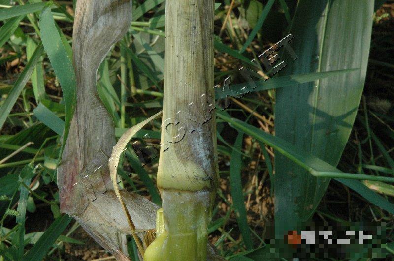 玉米细菌性茎腐病