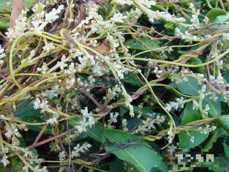 茶菟丝子