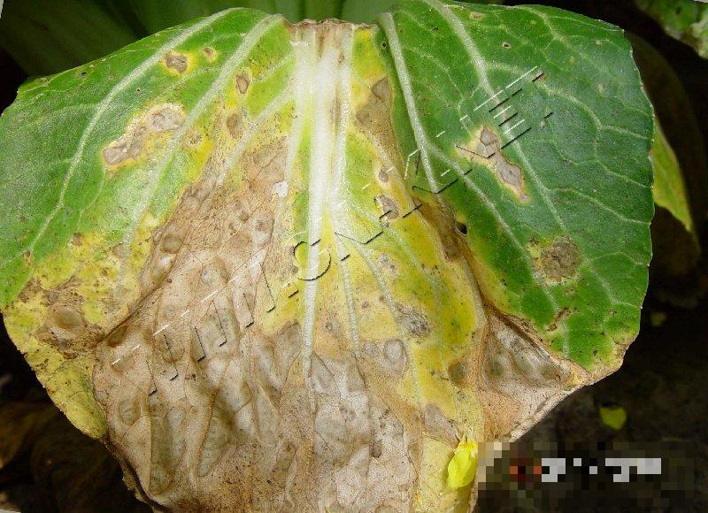 青菜黑斑病