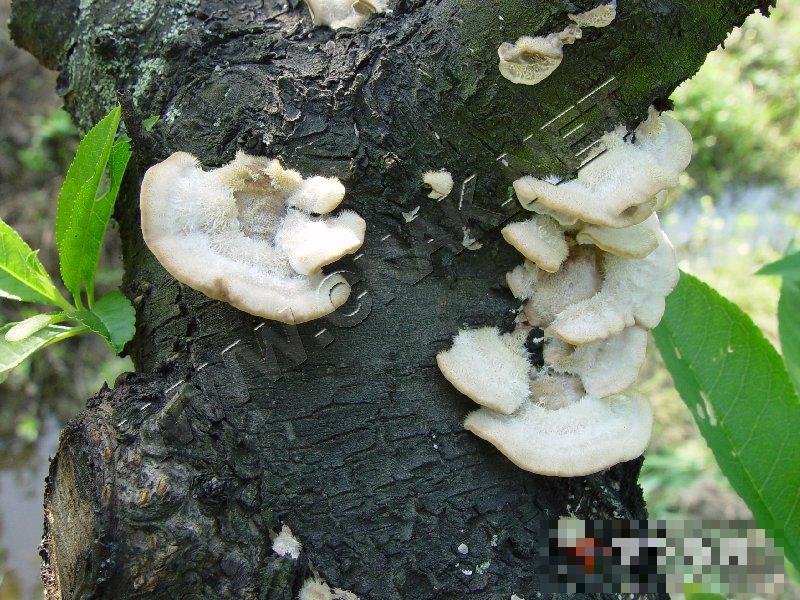 桃树木腐病