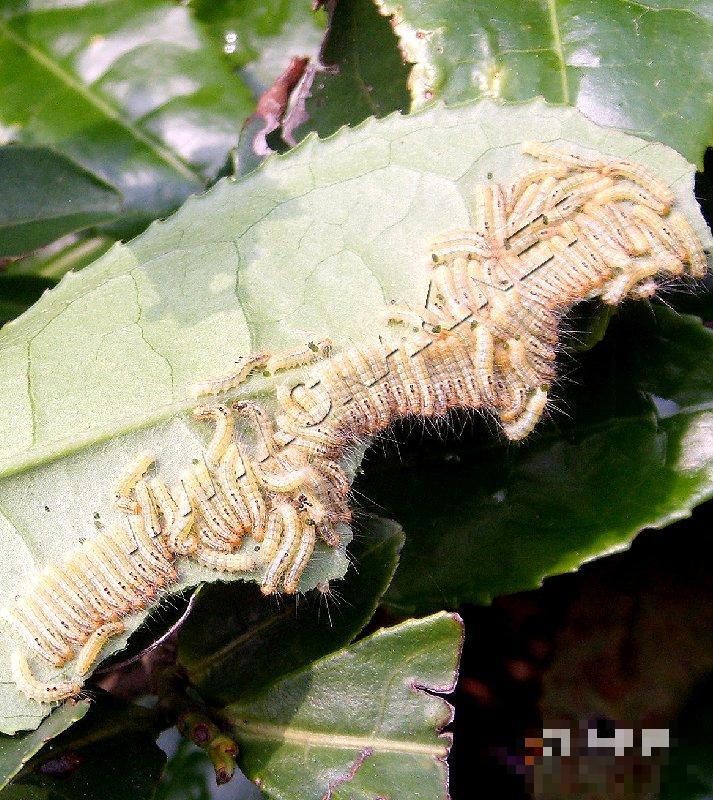 茶毛虫
