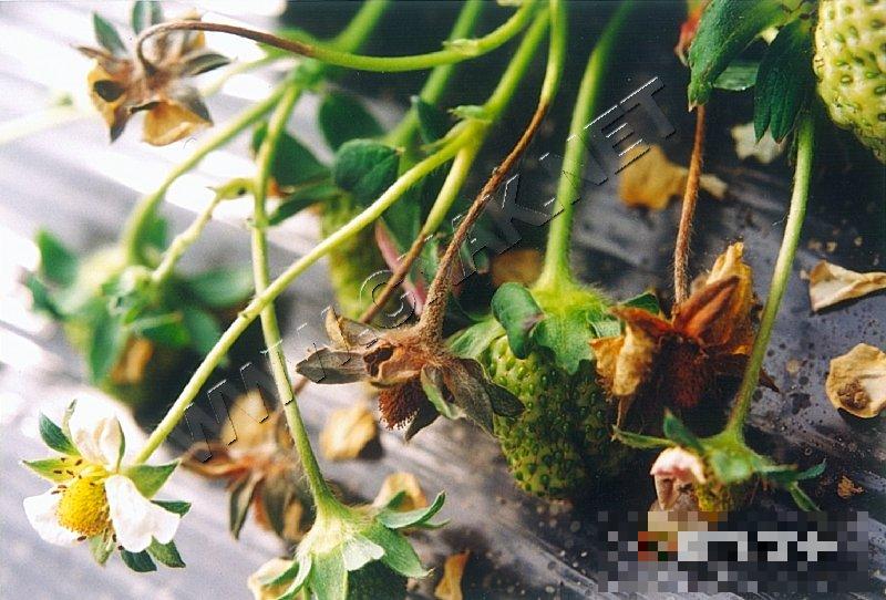草莓灰霉病