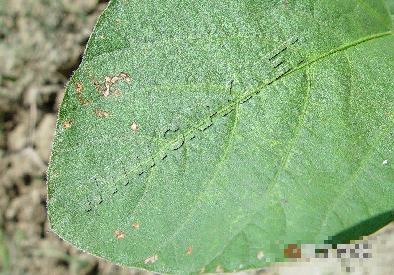 大豆叶斑病
