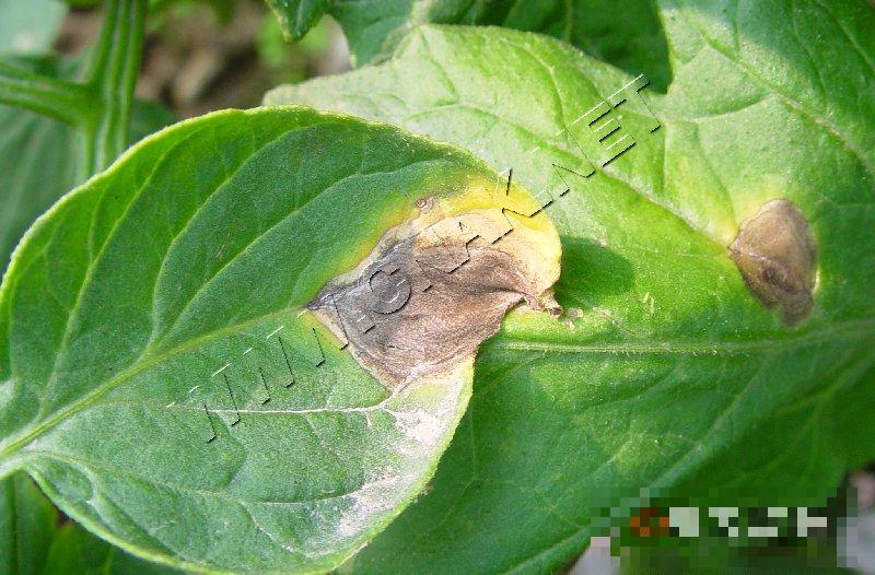 番茄早疫病