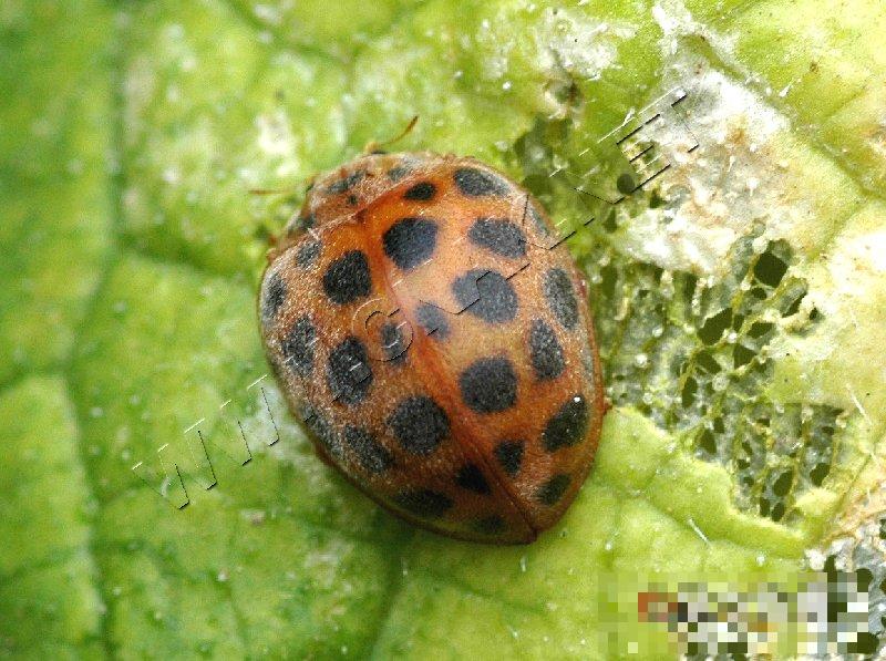 茄二十八星瓢虫