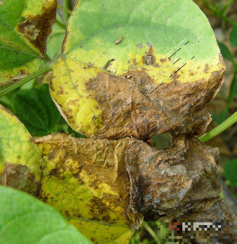 菜豆细菌性疫病