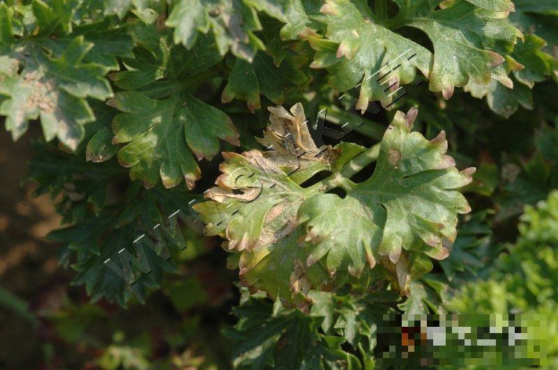 香芹斑枯病