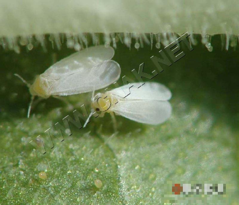 温室白粉虱