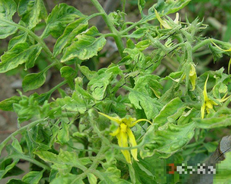 番茄花叶病毒病