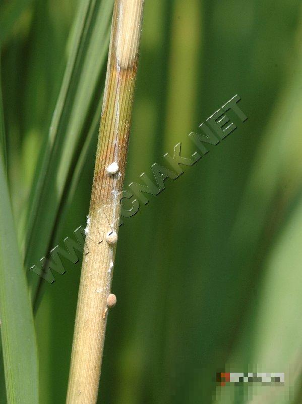 水稻纹枯病