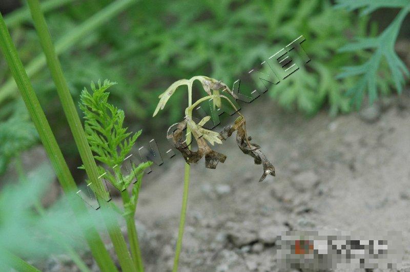 胡萝卜黑腐病