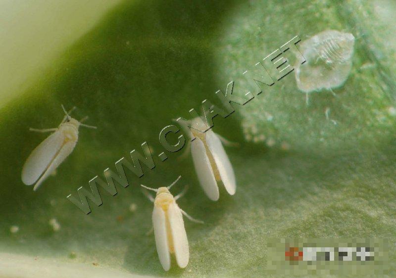 烟粉虱