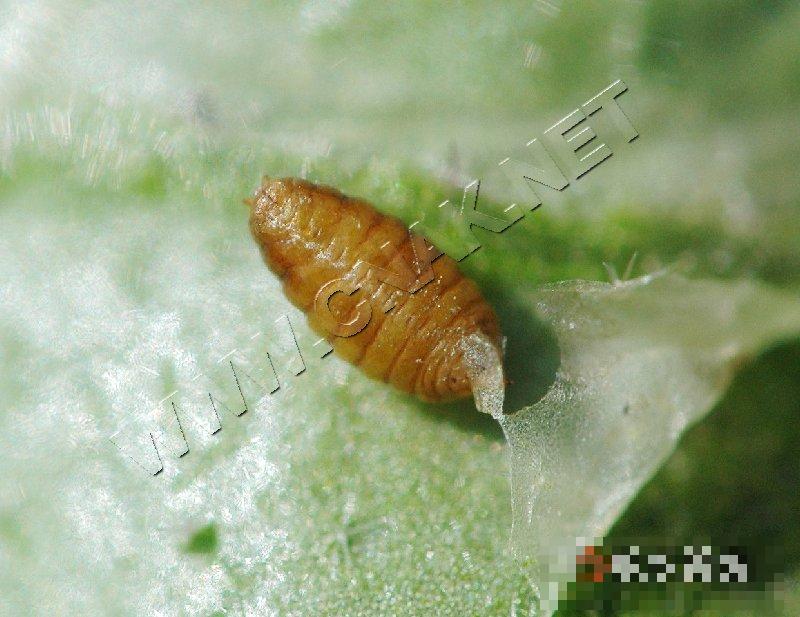 美洲斑潜蝇