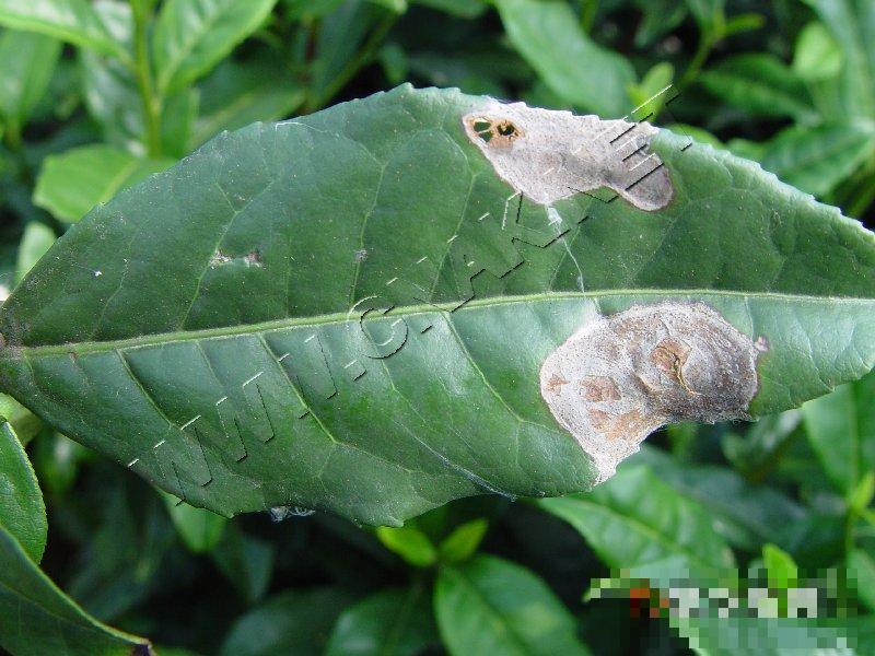 茶云纹叶枯病