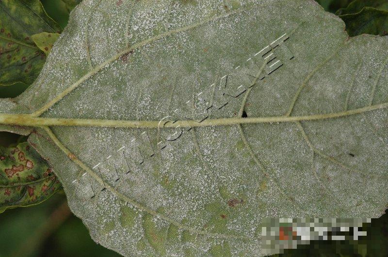 菊芋白粉病
