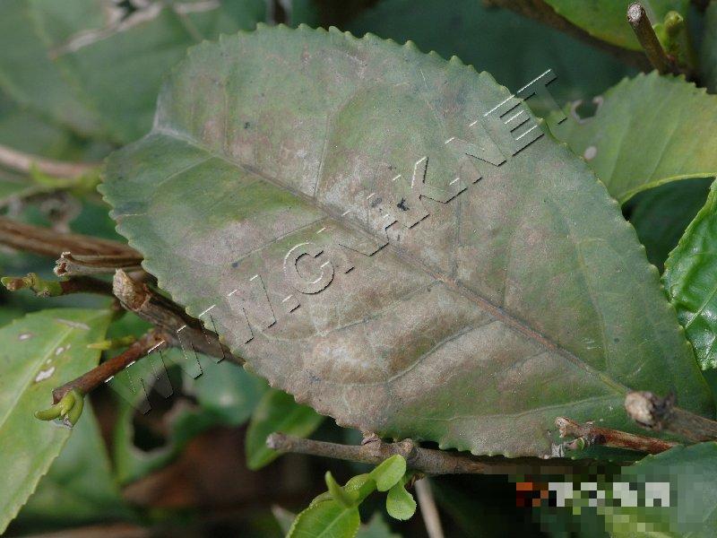 茶网饼病