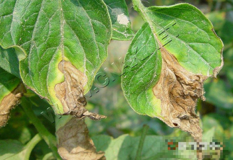 番茄灰霉病