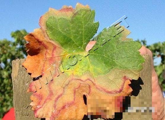 葡萄皮尔斯病