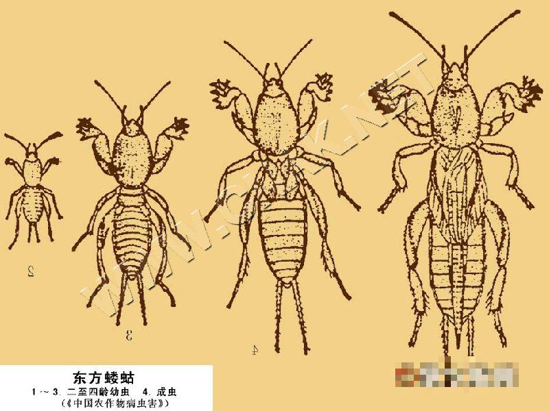 东方蝼蛄
