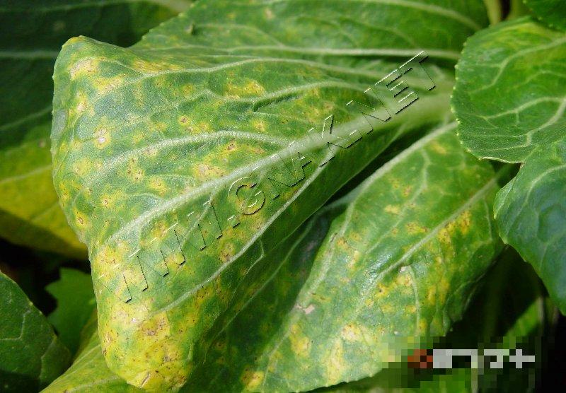 青菜霜霉病