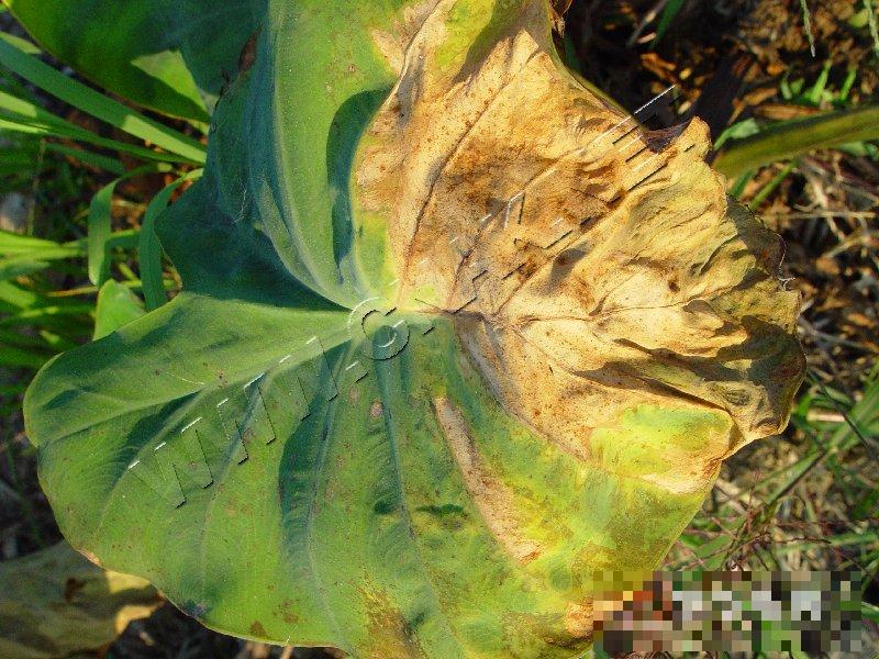 芋枯萎病