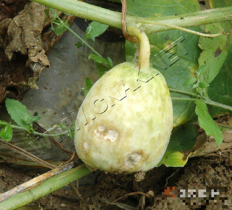 甜瓜镰刀菌果腐病