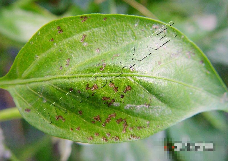 辣椒细菌性叶斑病