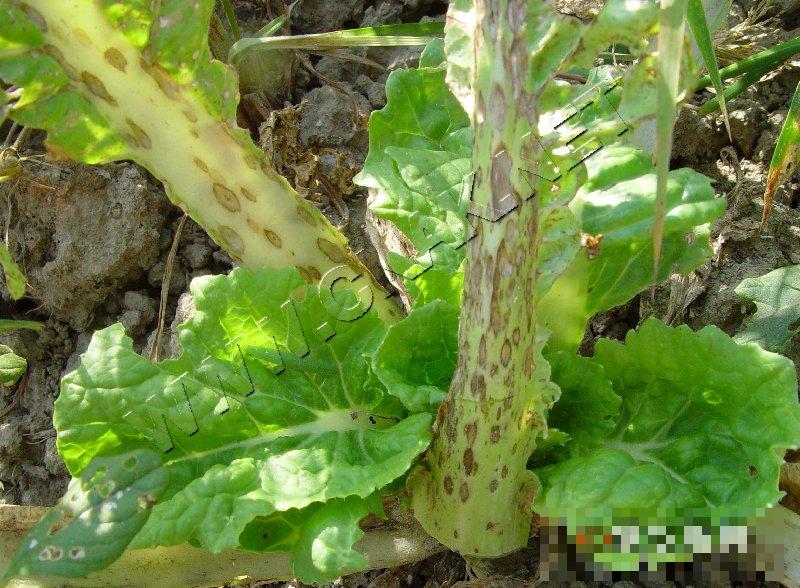 大白菜炭疽病