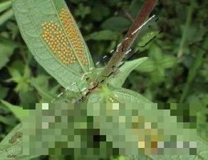 苎麻黄蛱蝶