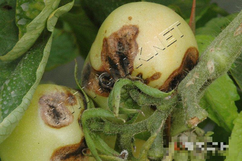 番茄早疫病