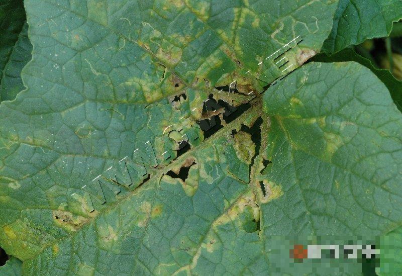 甜瓜细菌性叶枯病