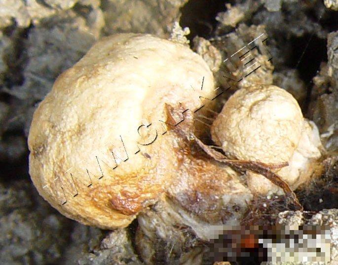 蘑菇病毒病