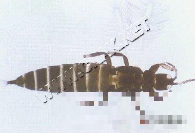 小麦管蓟马