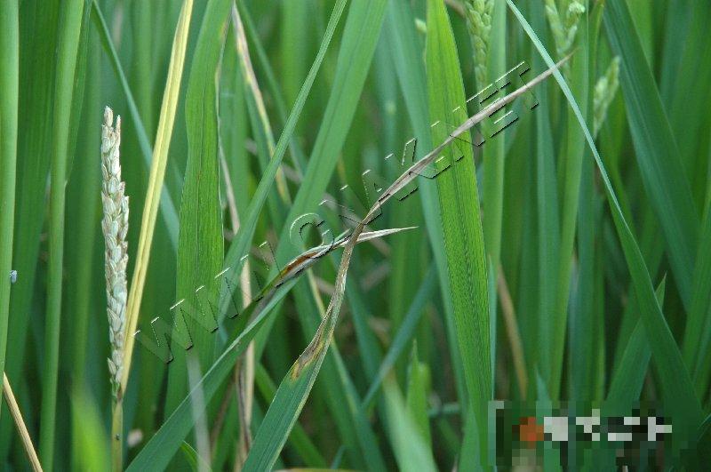 水稻干尖线虫病